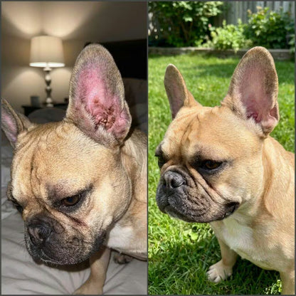 DermiClear™️  Alivia la Picazón y Equilibra la Flora Intestinal